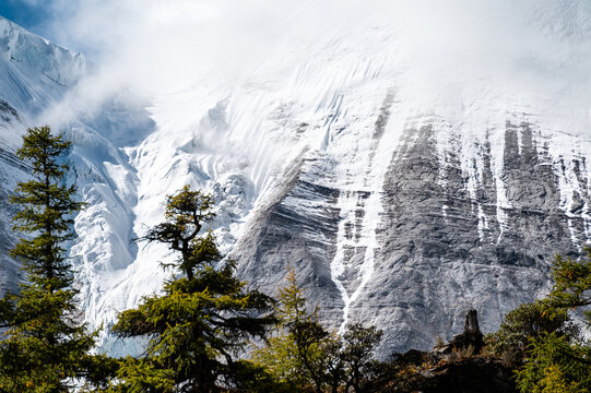 Forest scenery at the toot of snow mountains in Qinghai-Tibet Plateau