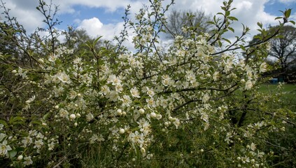 Fototapeta premium Blackthorn flowers in a hedgerow during spring, seasonal change