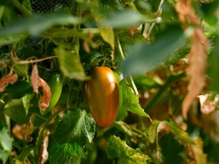 A ripening plum tomato hangs on the vine amidst green and dry leaves