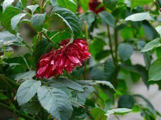 Fading red dahlia flower in a garden.