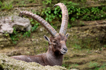 Alpensteinbock (Capra ibex) ruht am Boden