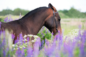 Naklejka premium portrait of beautiful bay Akhalteke stallion posing in field around lilac flowers. cloudy day