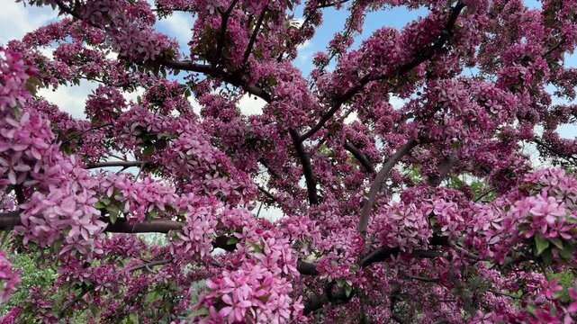 Flowering display of Malus floribunda tree Japanese flowering crabapple in spring garden.