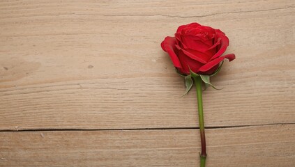 Lonely crimson rose resting on rustic wood, symbolizing affection and celebration