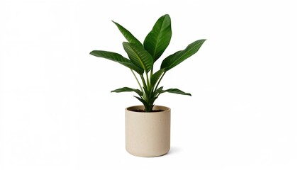 Fototapeta premium Zamioculcas plant in a beige planter, beneficial indoor greenery