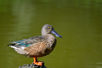 Northern shoveler resting on a rock