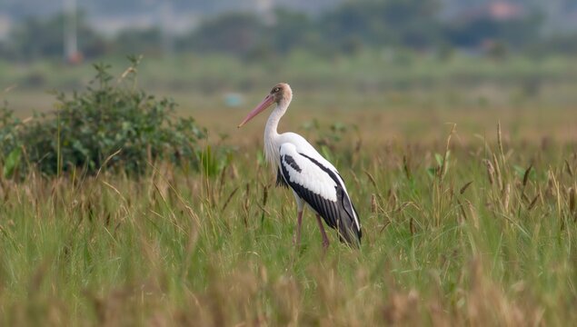 A solitary marabou stork observes its environment, showcasing wildlife behavior