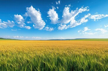 Fototapeta premium Vast golden wheat field under a bright blue sky with scattered fluffy white clouds on a clear sunny day