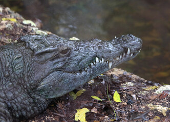 Fototapeta premium Nile crocodile