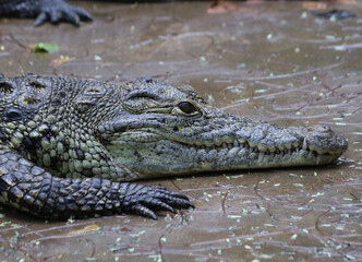 Nile crocodile