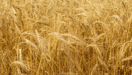 A field of ripe wheat, symbolizing agricultural abundance, Earth Day