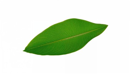 Obraz premium Green plantain leaf on a white backdrop, suitable for culinary presentations