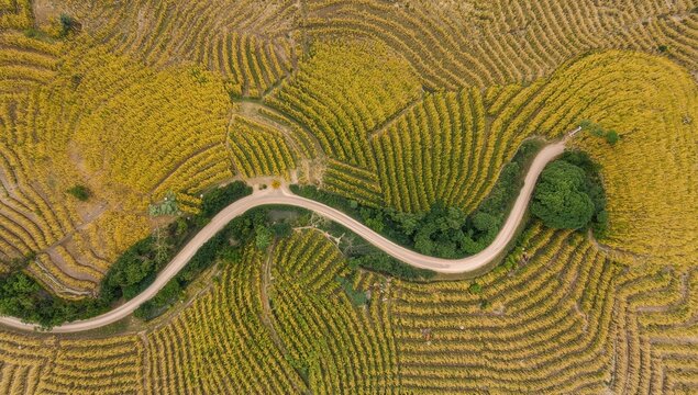 Aerial view of a vibrant patchwork landscape with a winding road through golden rice fields, highlighting seasonal harvest, Earth Day