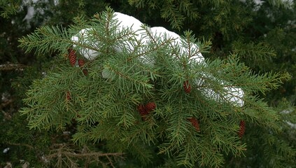 Chamaecyparis lawsoniana tree with feathery leaves and snow-covered branches, showcasing winter resilience