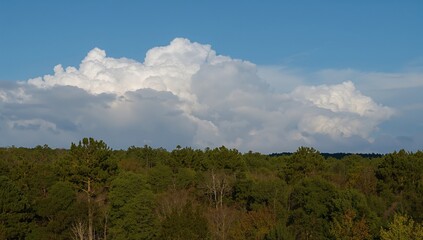 Massive clouds hovering over the leafy treetops of a broadleaf forest beneath a bright blue sky