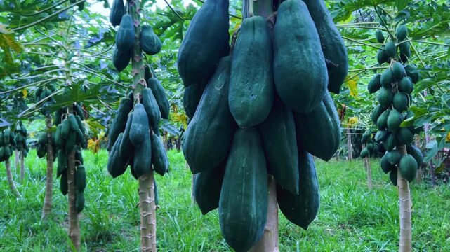 Papaya plantation. There are many large fresh papayas on the tree. Green papaya fruits on fruit trees. Papaya fruit, Central Java, Indonesia, Asia. 4K