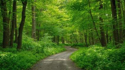 Fototapeta premium Trail through a lush summer woodland