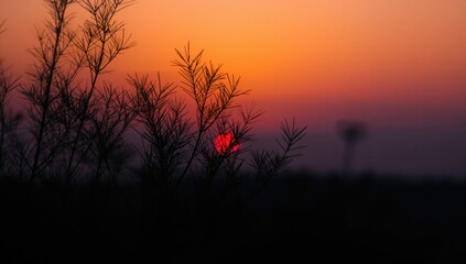 Silhouette of pine leaves during sunset, seasonal change