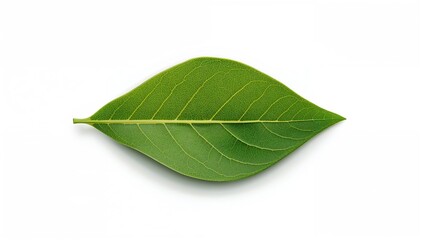 Obraz premium Cnidoscolus aconitifolius leaf on a plain white backdrop, focus on natural fiber density