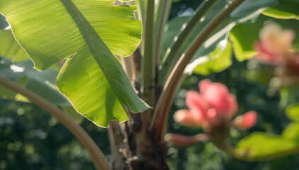 Green leaf of a banana tree, suitable for herbal remedies