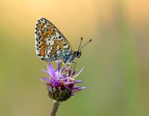 Obraz premium Butterfly with patterned wings perches on a purple flower, soft focus bokeh background