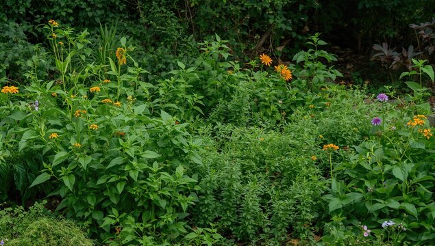 Lush greenery in a garden, promoting biodiversity - Powered by Adobe