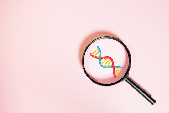 Genetic research concept. Magnifying glass focusing on a DNA double helix, symbolizing biotechnology, medical analysis, and genetic testing on a pink background with copyspace. - Powered by Adobe