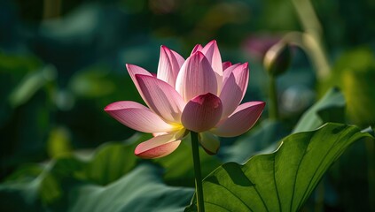 Fototapeta premium Lotus flower, symbol of purity and enlightenment, seasonal change
