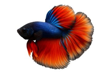 Vibrant Betta Fish Isolated on a Transparent Background