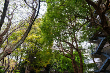 大学キャンパスの散歩の途中で見つけた秋の風景