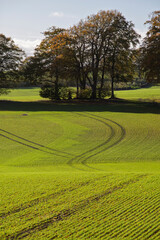 Knoll of beech trees with green crop field in foreground in autumn, Hampshire, England, United...