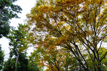 Obraz premium 大学キャンパスの散歩の途中で見つけた秋の風景