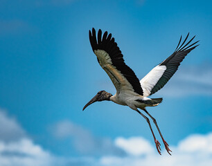 wood stork in flight over Peace River rookery in Florida