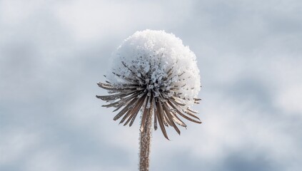 Obraz premium Snow-covered dry hogweed seed head in natural setting with shallow focus