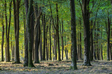 Shafts of sunlight with shadows in autumn woodland of beech trees, Hampshire, England, United Kingdom