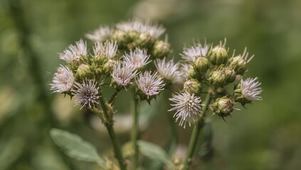 Close-up of wild carrot flower buds, highlighting natural beauty and seasonal growth