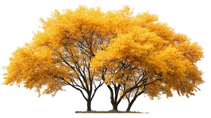 A high quality yellow tree in autumn isolated on white background 