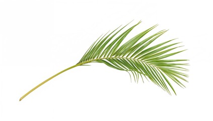 Single palm leaf on a white backdrop with a clipping mask