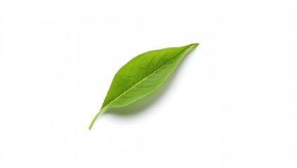 Green tea leaf on a white background, rich in antioxidants