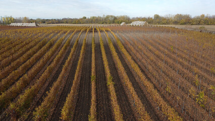 vineyard in autumn colors seen from the drone