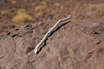 Small Piece of Weathered White Driftwood or Stick Resting on a Large Brown Desert Rock