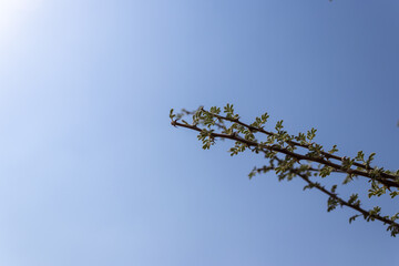 Bare Tree Branches with Small New Leaves Against a Bright Clear Blue Sky