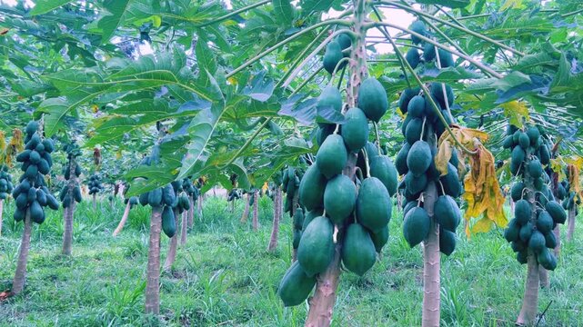 Papaya plantation. There are many large fresh papayas on the tree. Green papaya fruits on fruit trees. Papaya fruit, Central Java, Indonesia, Asia. 4K