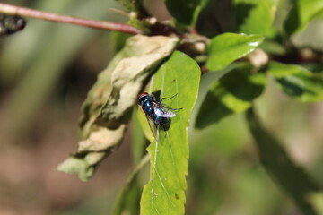 green bottle fly (Lucilia sericata) on plants or flower