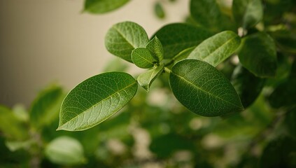 Obraz premium Kaffir lime leaves as a fragrant ingredient in Asian cuisines, beneficial flavor enhancer