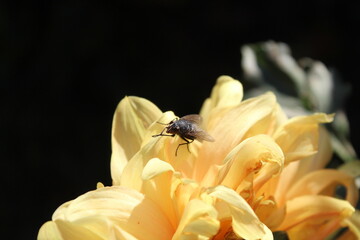 green bottle fly (Lucilia sericata) on Dahlia plants or flower