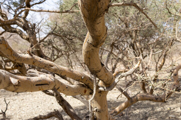 Twisted Desert Tree Branches in Dry Landscape