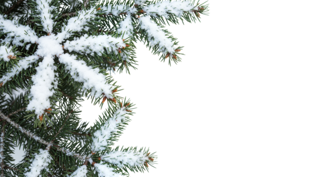 A winter frame corner of a snow-covered fir branch for holiday photo cards, greeting cards, and seasonal website design for Christmas.Transparent Background, Cutout