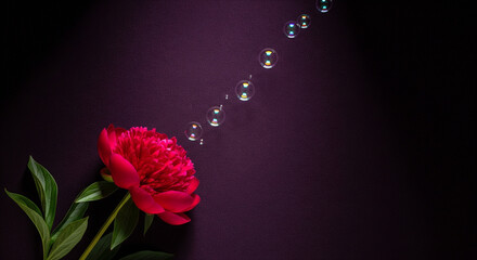 Red Peony with Floating Bubbles on Purple Background