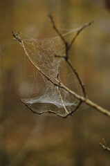 spider web